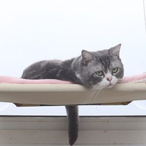 Cat Hammock Nest Hanging Pet Supplies