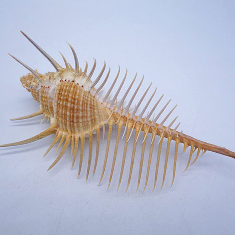 Ancient Conch Comb Conch Shell Aquarium Fish Decoration Specimen Conch - الصورة 2