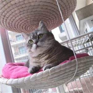 Cat Climbing Frame Cat Litter Cat Tree Cat Jumping Platform Cat Scratching Frame