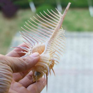 Ancient Conch Comb Conch Shell Aquarium Fish Decoration Specimen Conch