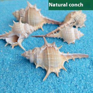 Natural Shell Conch Conch 5-9cm Home Fish Tank Micro Landscape Decoration