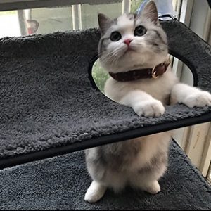 Cat bed cat hammock cat hammock removable and washable super suction cup cat pad window sill cat litter