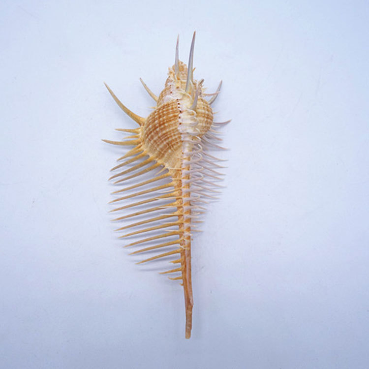 Ancient Conch Comb Conch Shell Aquarium Fish Decoration Specimen Conch - الصورة 3