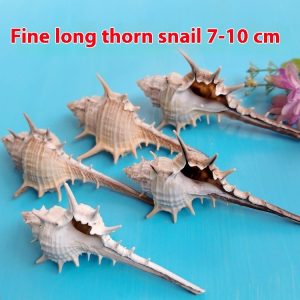 Natural Shell Conch Conch 5-9cm Home Fish Tank Micro Landscape Decoration