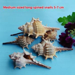 Natural Shell Conch Conch 5-9cm Home Fish Tank Micro Landscape Decoration