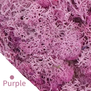 Eternal Life Moss DIY Crafts Grass 20/40/100g Artificial Green Plants  Home Room Garden Decor Mini Landscape Fake Grass