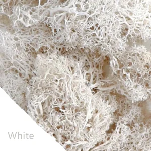 Eternal Life Moss DIY Crafts Grass 20/40/100g Artificial Green Plants  Home Room Garden Decor Mini Landscape Fake Grass