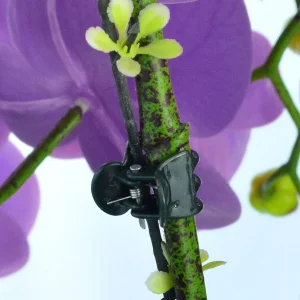 50/100PCS 6-Claw Dark Green Plant Clips Orchid Flowers Support Clamp Climbing Vine Stem Clasp Tied Bundle Branch Garden Tool