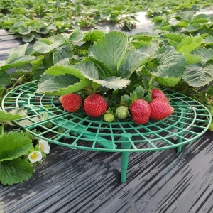 Strawberry Supports Keeping Plant Fruit Stand Vegetable Growing Rack Garden Tools for Protecting Vines Avoid Ground Gardening
