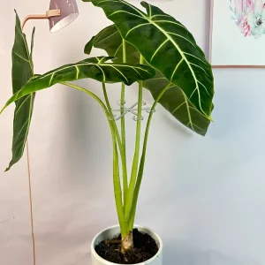 4Pcs Plant AntiToppling Support Pole Green Plant Fixator Gardening Auxiliary Branch Fixed Support Plant Stand Garden Accessories