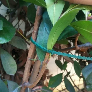 50pcs Adjustable Plastic Plant Cable Ties Reusable for Garden Supplies Tree Climbing Support Plant Vine Tomato Stem Clip ribbon
