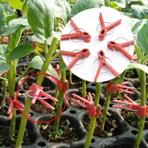 50Pcs Plant Grafting Clip Plastic Plants Graft Clips For Cucumber Eggplant Watermelon Anti-fall Clamp Gardening Tool