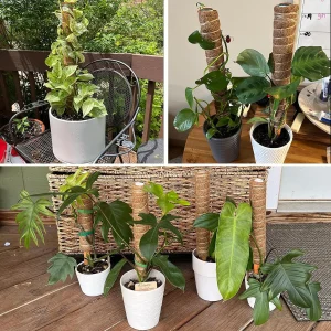 Cross-border Gardening Cocoanut Stick Green Pot Fixed Plant Climbing Cane Flower Support Cocoanut Climbing Cane Moss Rod 1pc