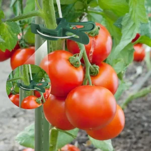 Plant Fixed Clips Reusable Greenhouse Bracket forFixing Stems of Flower Vine Vegetables Tomatoes Fastener Garden Supplies
