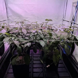4'' Mesh Trellis Netting for Grow Tents Plant Support Elastic ScrOG/ LST/ HST Net with Hooks Grow Box Kit Low Stress Training